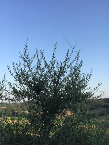 Casa Natura San Gimignano Exterior foto
